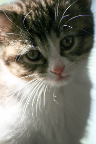 明星淫梦 明星淫梦