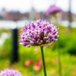 亚洲欧美日本国产高清 6hen5