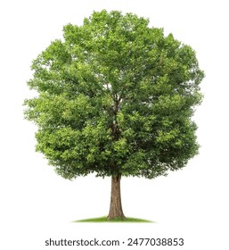 免费久久狼人香蕉网狠狠