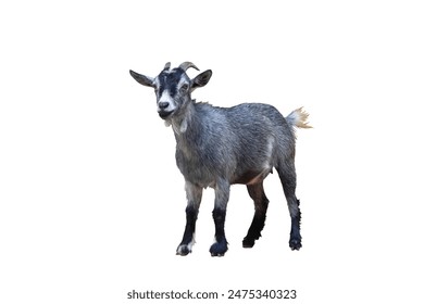 免费人成再在线观看网站 免费人成再在线观看网站