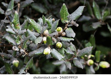 一耽女孩app下载:探索二次元世界的奇妙旅程与精彩内容 一耽女孩app下载:探索二次元世界的奇妙旅程与精彩内容