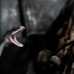 Tik Tok 18 for PC:畅享无尽创意与娱乐的最佳平台选择 n1m10ki